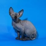 Maleficent female Sphynx kitten