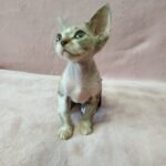 Bellissimo black tabby with white colorpoint male kitten Devon Rex