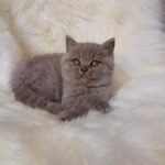 Nick British shorthair male kitten