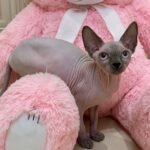 351 Tora female Sphinx kitten