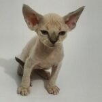 Royal Elf Ernesto Devon Rex male kitten