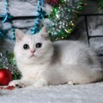 Cyrus purebred British shorthair male kitten