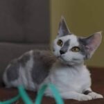 Mendusa Devon Rex kitten