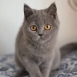 Arina purebred Scottish fold kitten in a blue color