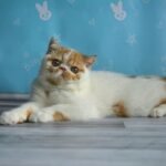 Vintek red marble bicolor color Exotic shorthair male kitten
