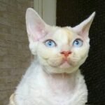 Fellen Fantastic Lime Devon Rex male kitten in a creamy point on white color