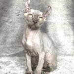 Noel male Elf kitten