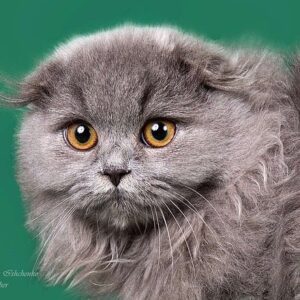 Garfiled Scottish fold male kitten