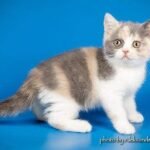 Milena purebred British shorthair female kitten