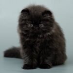 Malu black color Persian male kitten