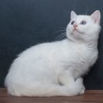Wilson purebred British shorthair male kitten