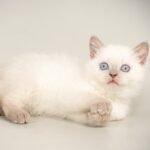 Holly Scottish straight shorthair female kitten