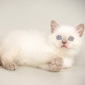 Holly Scottish straight shorthair female kitten