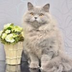 Anita super friendly British semi longhair female kitten