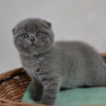 Billy Boy purebred Scottish fold blue color