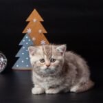 Bianka purebred Scottish straight lilac marble female