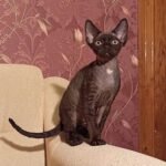 375 Armani male kitten Devon Rex