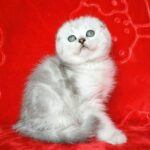 Chewy purebred Scottish fold kitten in a chinchilla color