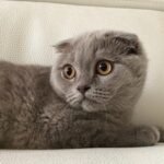 Cranberry Scottish fold shorthair female kitten