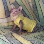 Dusya female Elf kitten