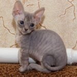 Funtik Devon Rex male kitten in a blue tabby color