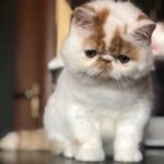 Cappuccino Exotic shorthair male kitten