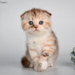 Fiona Scottish fold shorthair female kitten