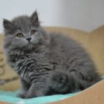Leo Scottish straight longhair male kitten