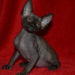 451 Zak male Sphinx kitten