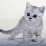 Sugar Scottish black spot on silver male