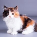 Balenciaga Munchkin female kitten
