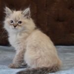 592 Don Juan Siberian male kitten