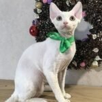 Lancer Devon Rex kitten