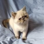 Rita color point Exotic shorthair kitten