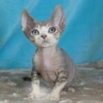 Vilyam chocolate tabby on white Devon Rex kitten