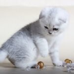 Snowball chinchilla color Scottish fold male kitten