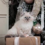 661 Olaf Siberian male kitten