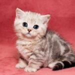 Wiseman Munchkin male kitten