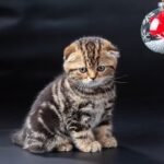 Bellana purebred Scottish fold girl