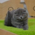 Pepper purebred Scottish fold kitten in a blue color