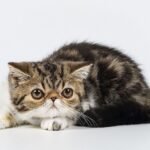 Peanut purebred blue marble color male Exotic shorthair kitten