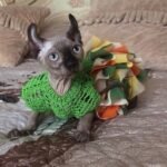 500 Fabby female Elf kitten