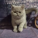 Stefania lilac/blue Exotic shorthair female kitten