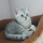 Calipso Scottish straight shorthair male kitten