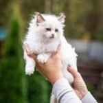 Magnolia Ragdoll female kitten