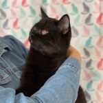 353 Givenchy British shorthair male kitten