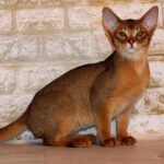 Galatea purebred Abyssinian female kitten