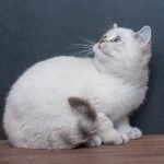 Xenia purebred British shorthair female kitten