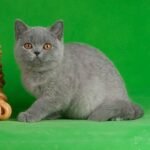 Dominic British shorthair male kitten