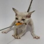 Royal Elvin Ernesto Devon Rex male kitten